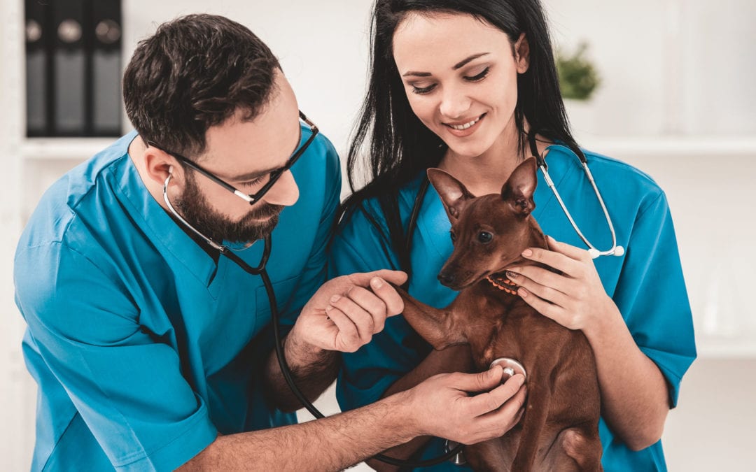 How to Become a Vet Tech